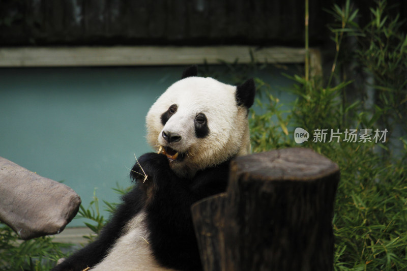 熊猫吃竹子的近景特写