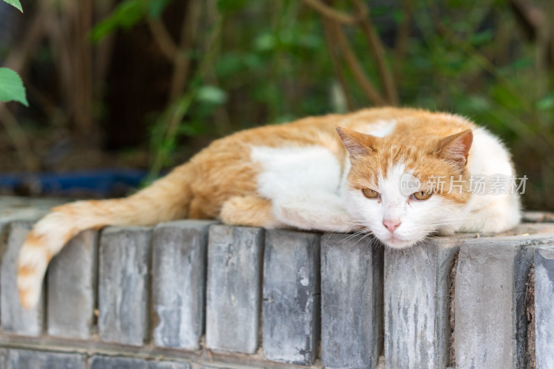 小猫趴在墙上休息