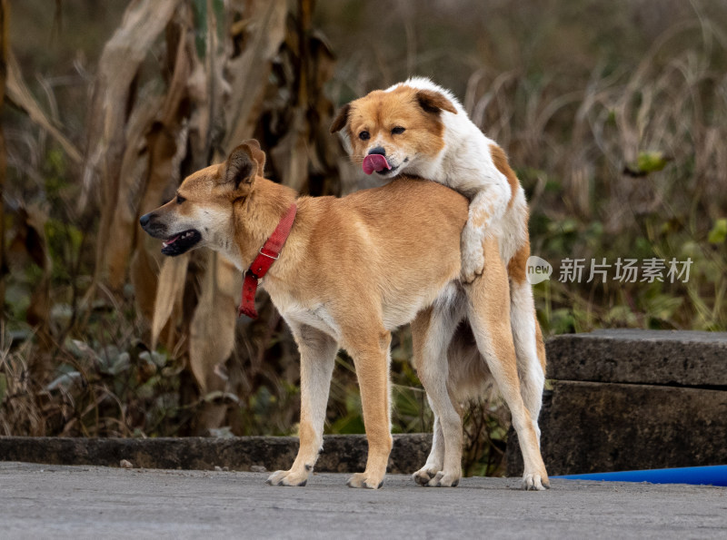 中华田园犬狗交配