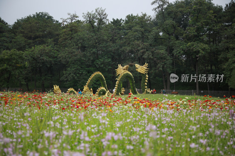 景区公园鲜花盛开