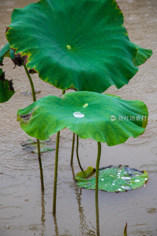 雨中的粉色荷花