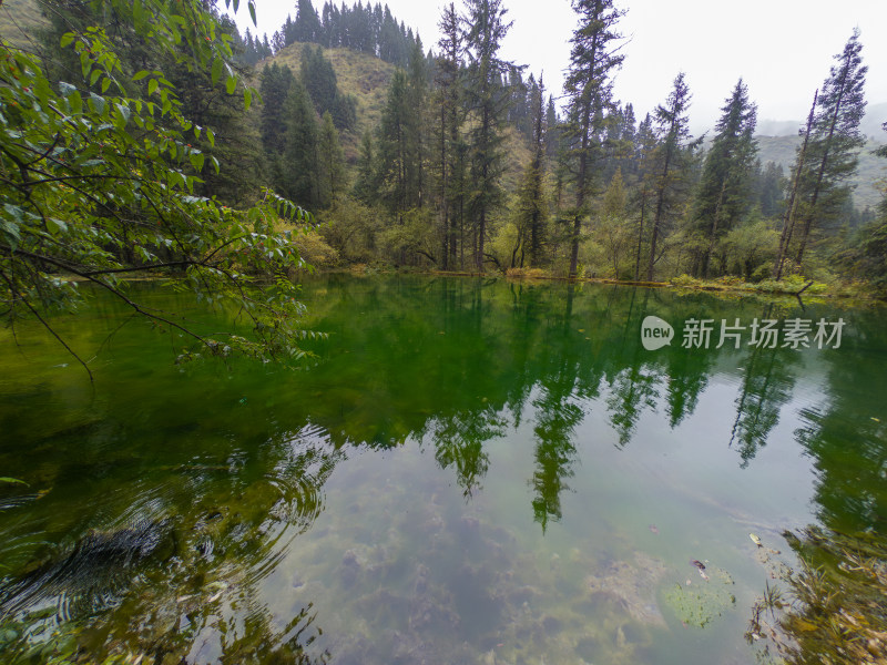 静谧的森林与湖景