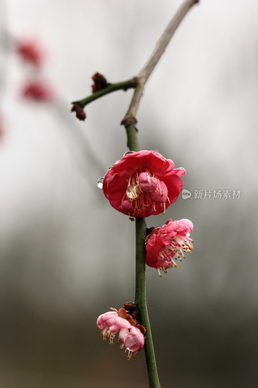 春天盛开的红梅花