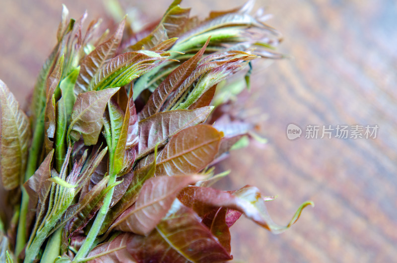 一捆香椿芽特写