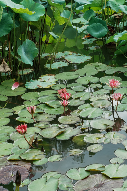 北京国家植物园睡莲