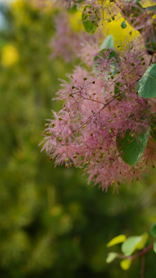 花草植物素材——黄栌花