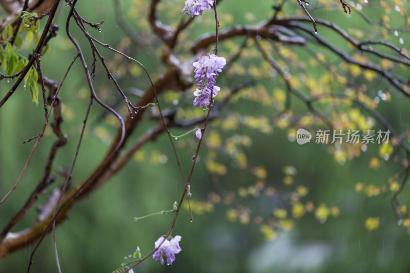 春天唯美紫藤花盛开