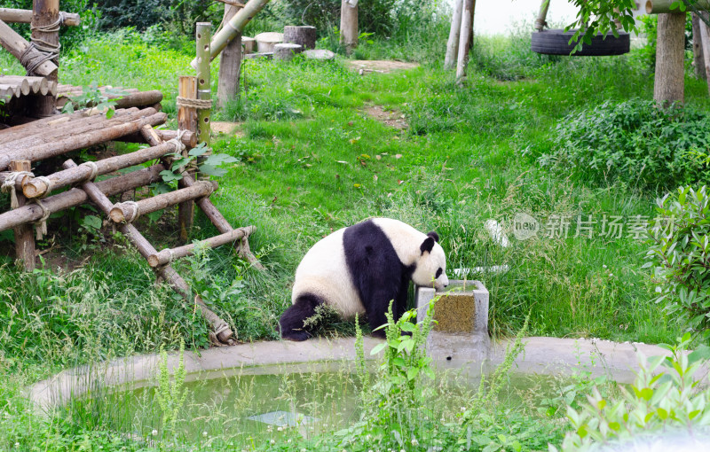 青岛动物园正在池塘边喝水的大熊猫