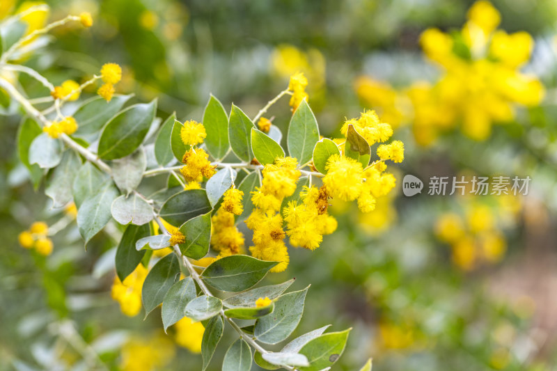 春天盛开的花朵