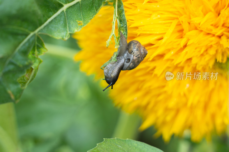 蜗牛在吃叶子背景千叶菊