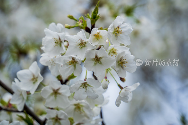 春天的白色樱花特写