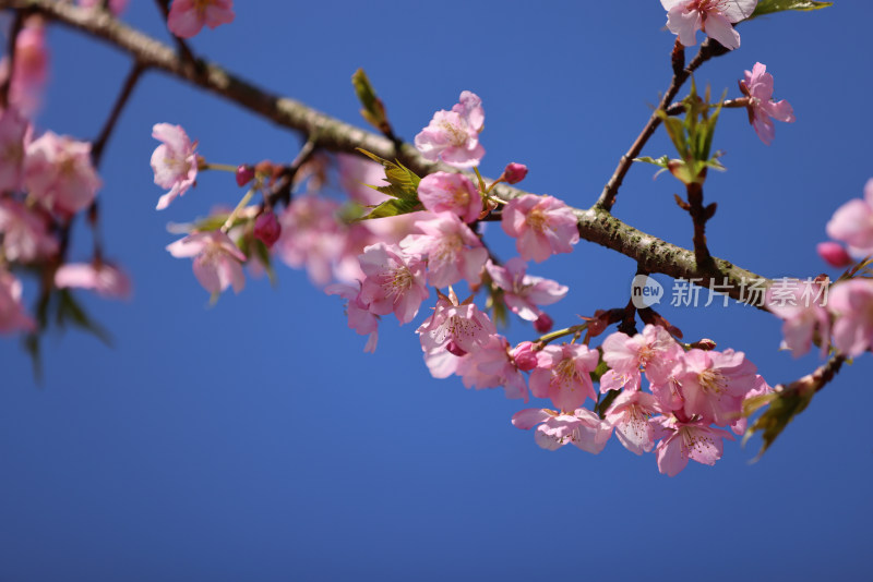 杭州西湖花港观鱼的河津樱樱花