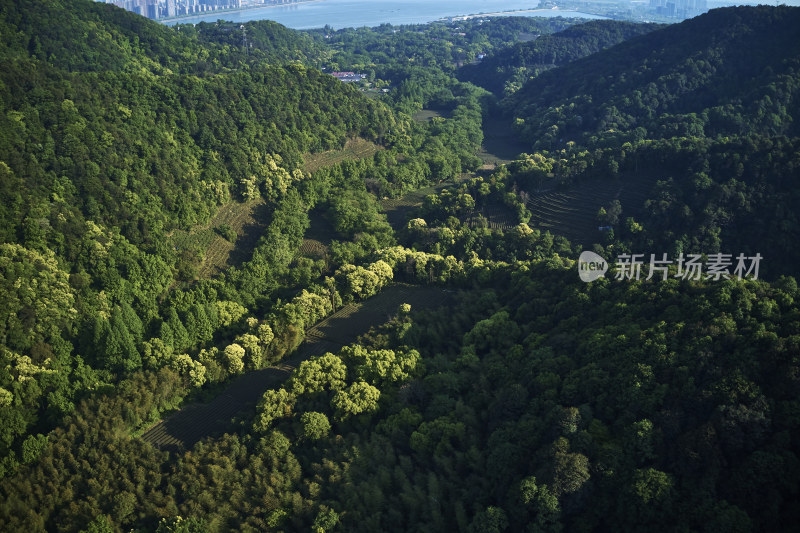 杭州九溪烟树