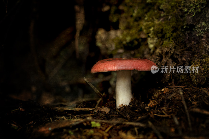 野生菌蘑菇生长环境菌类山菌