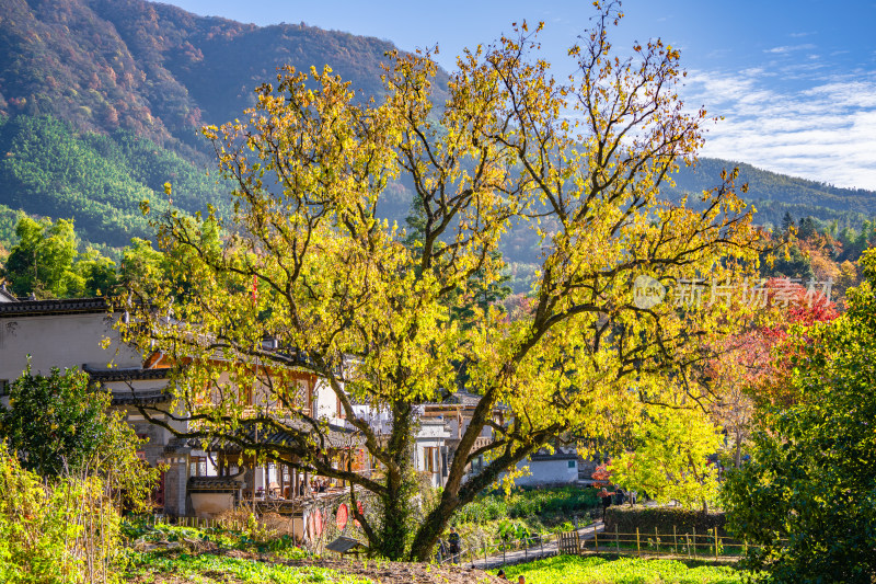 皖南秋色塔川国家森林公园