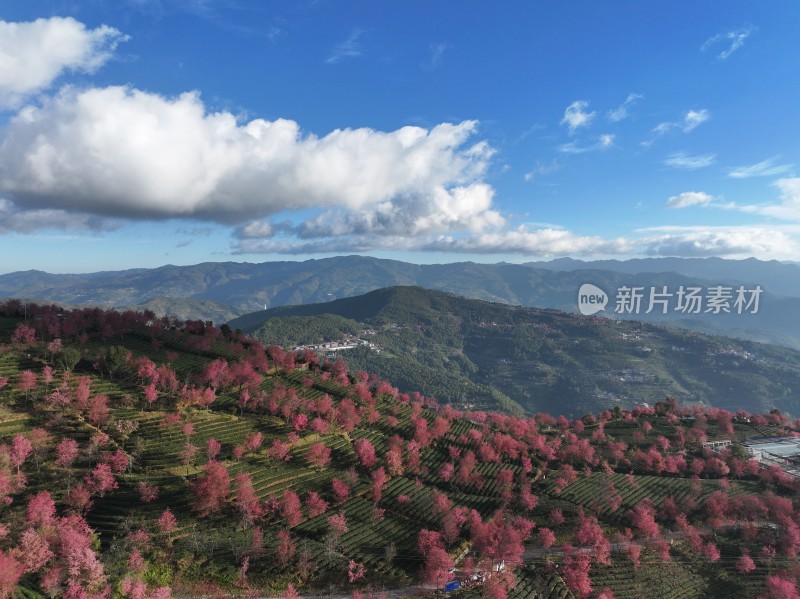 大理无量山樱花谷