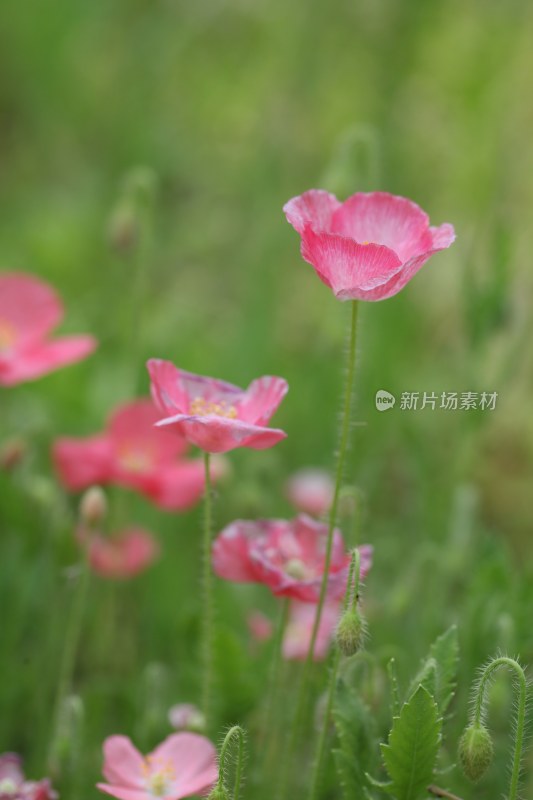 盛开的花朵