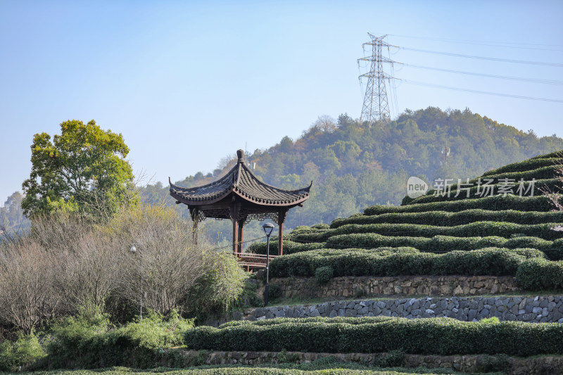 浙江杭州西湖龙井春天的茶园 头茶 明前茶