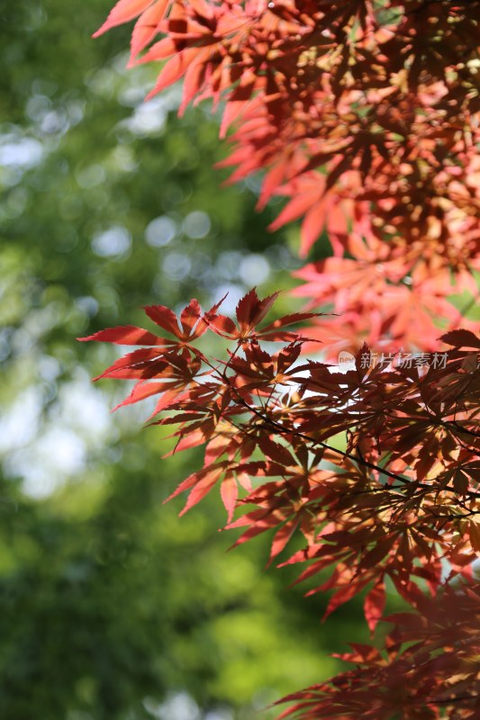 枫叶与绿植相互映衬