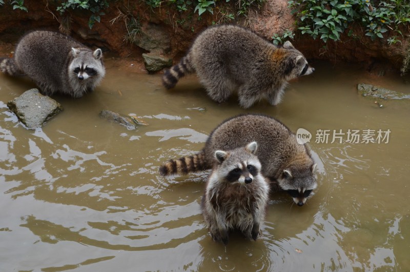 广东东莞：香市动物园小浣熊