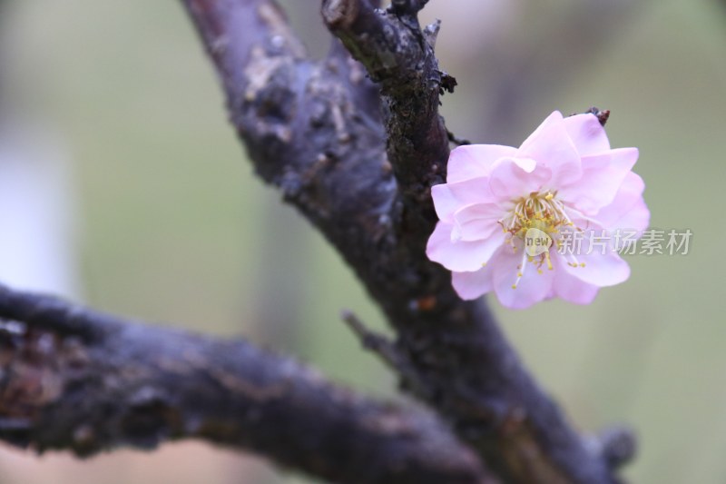 白色梅花 粉红梅花 白梅 