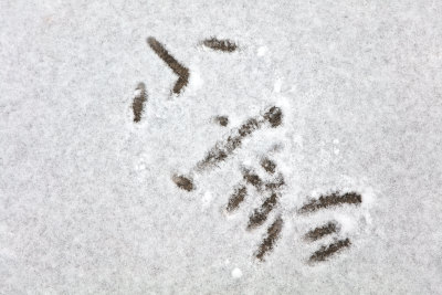 雪地上用汉字写成的小寒