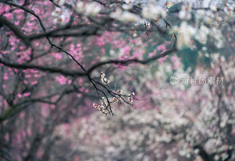 盛开的粉色白色梅花枝