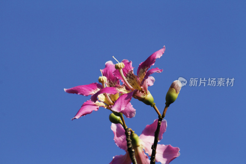 粉色花朵与花骨朵的枝头特写