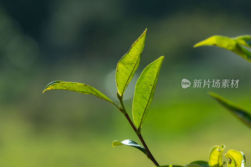 阳光下茶园里嫩绿的茶叶特写