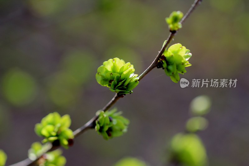 春天榆树长出榆钱