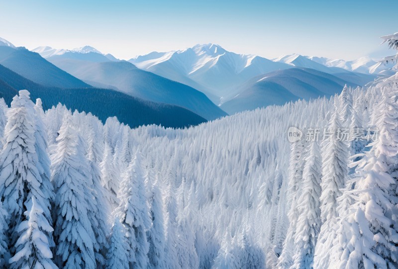 冬季森林白雪覆盖风景