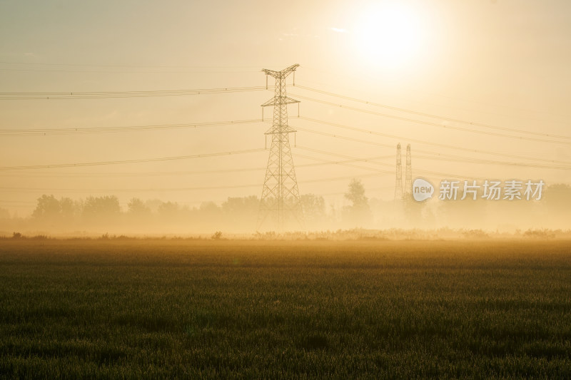 清晨晨雾时分的农村稻田
