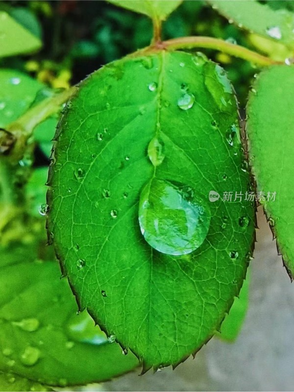 露珠，雨滴