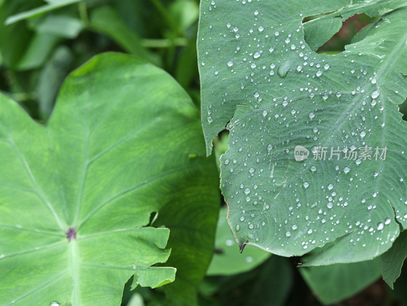 春天绿色的植物叶子树叶和水滴雨滴