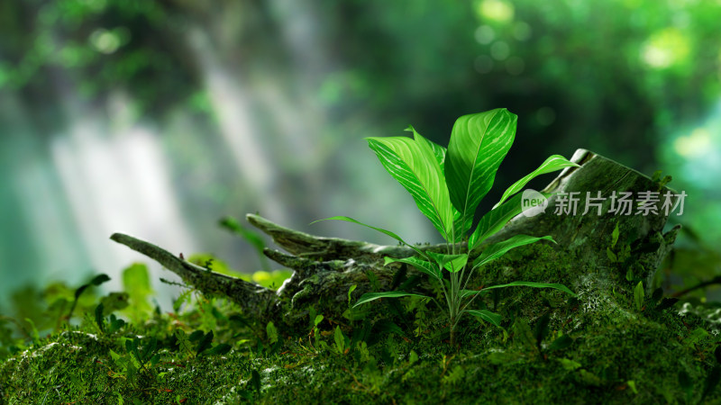 森林里光线下植物生长