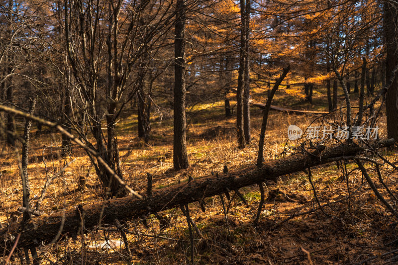 驼梁山国家森林公园秋季风光