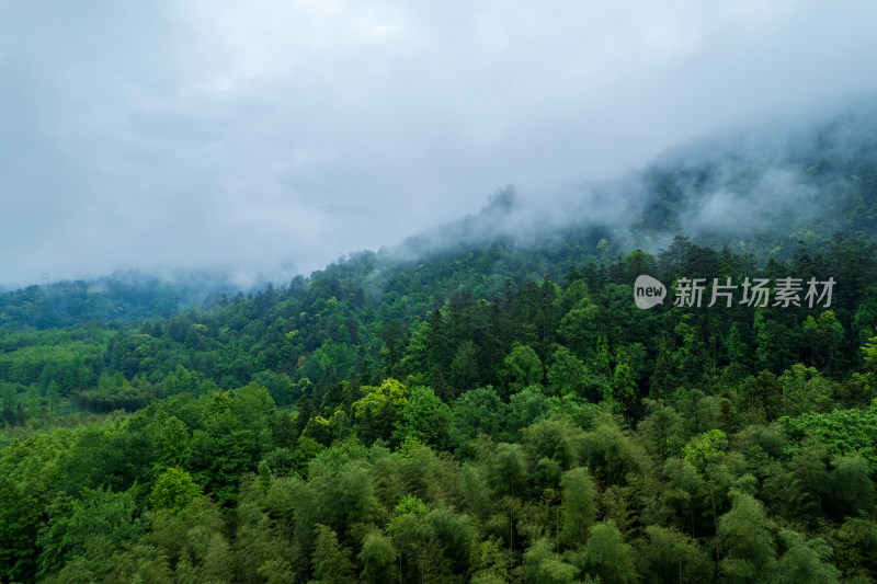 云雾缭绕的茂密山林景观