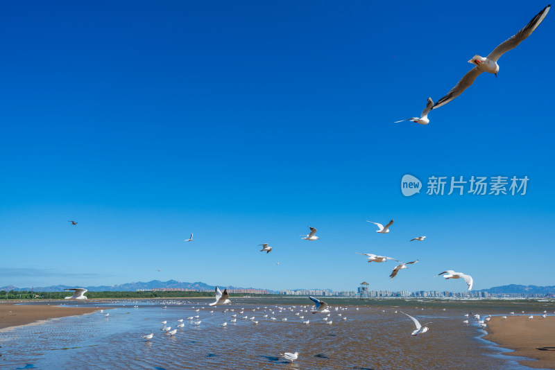 秦皇岛北戴河鸽子窝湿地