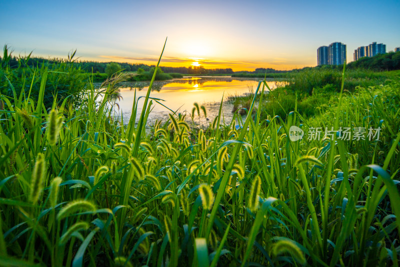 河畔草地日出景色