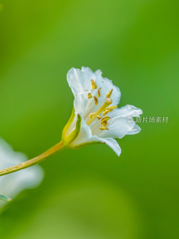 春天野外的泽珍珠菜开花