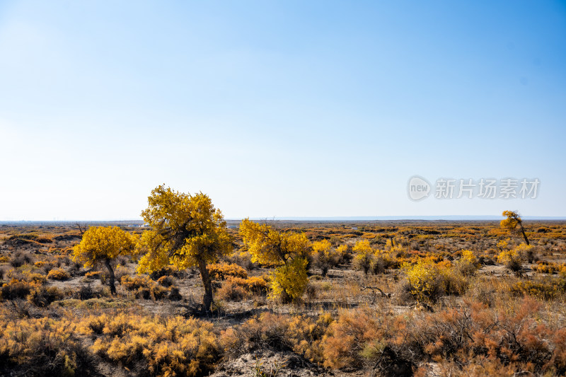 昌吉鸣沙山·胡杨林景区