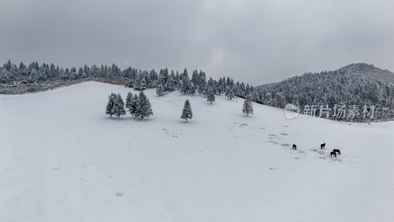 重庆酉阳：大雪纷飞赏雪忙