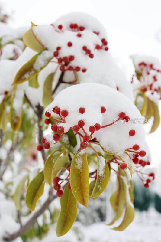 瑞雪落枝头