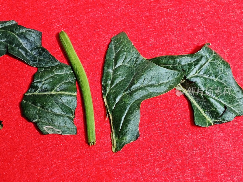 新鲜菠菜叶特写