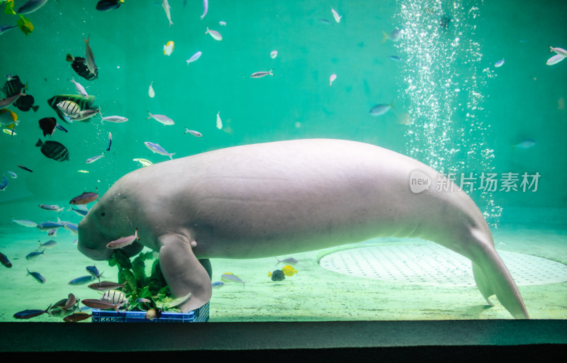 日本三重县鸟羽水族馆里的儒艮