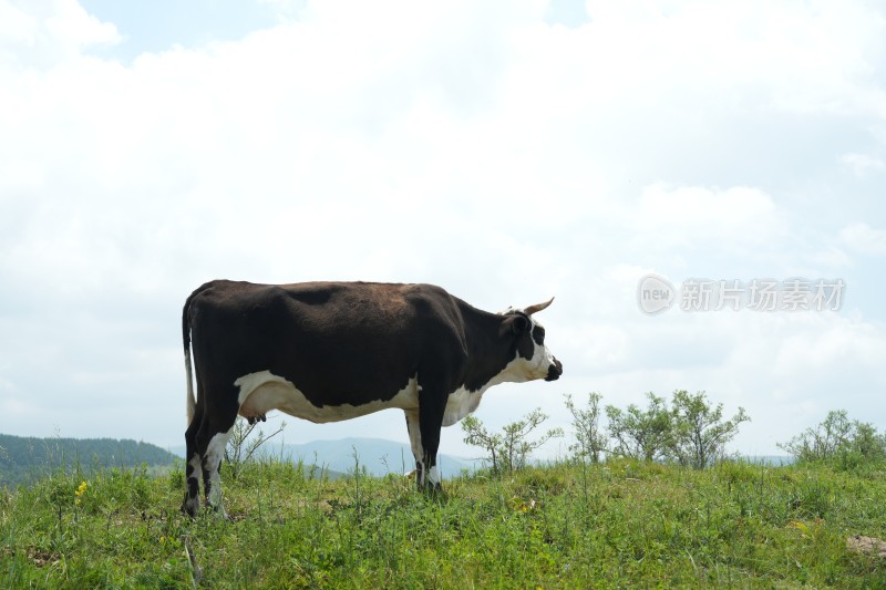 麻田岭夏季风光