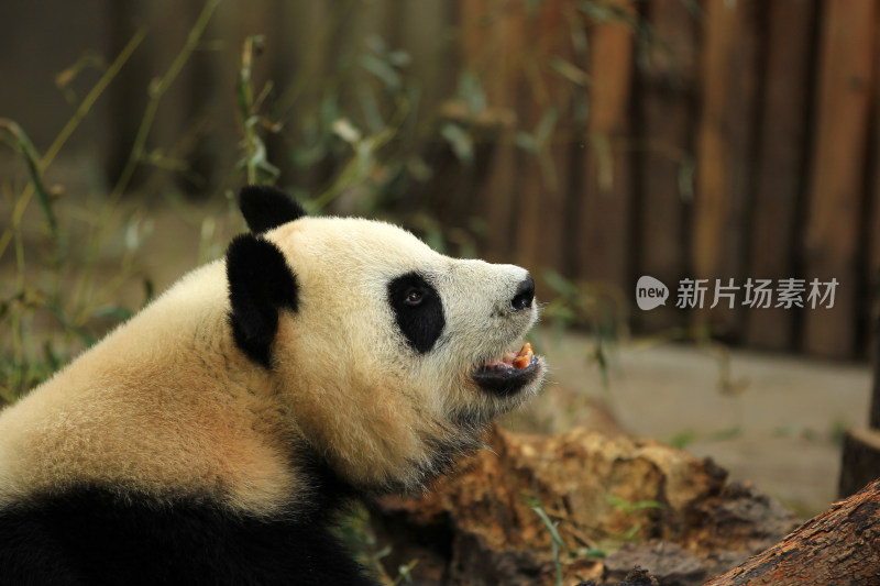 成都大熊猫繁育研究基地的国宝大熊猫