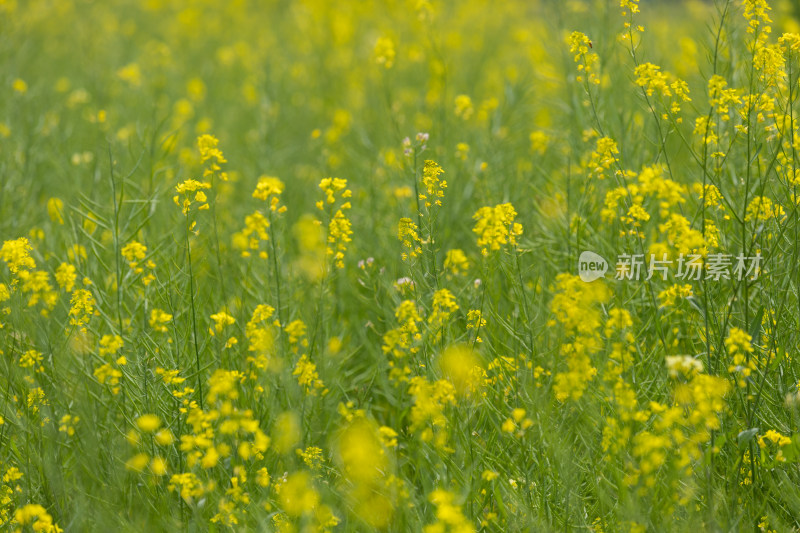 油菜花丛特写