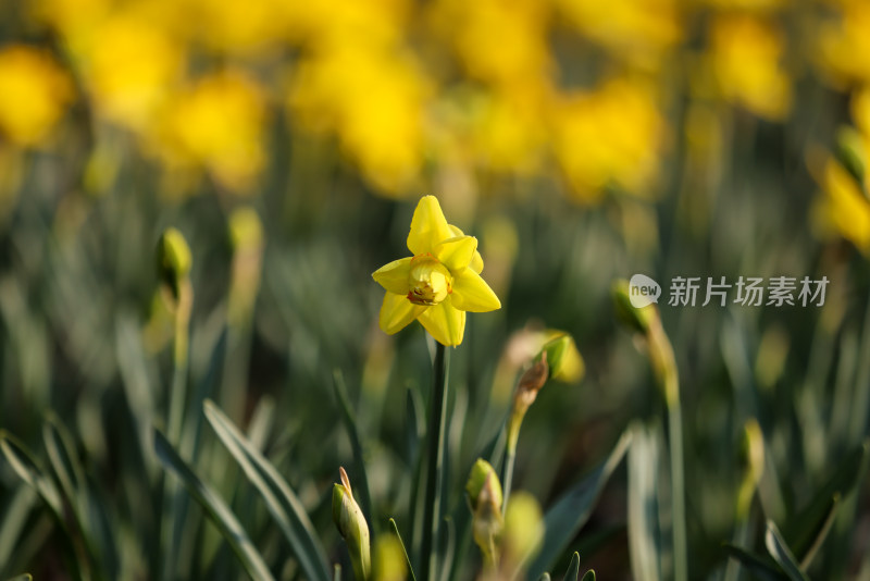 杭州太子湾公园绽放的一朵黄色郁金香