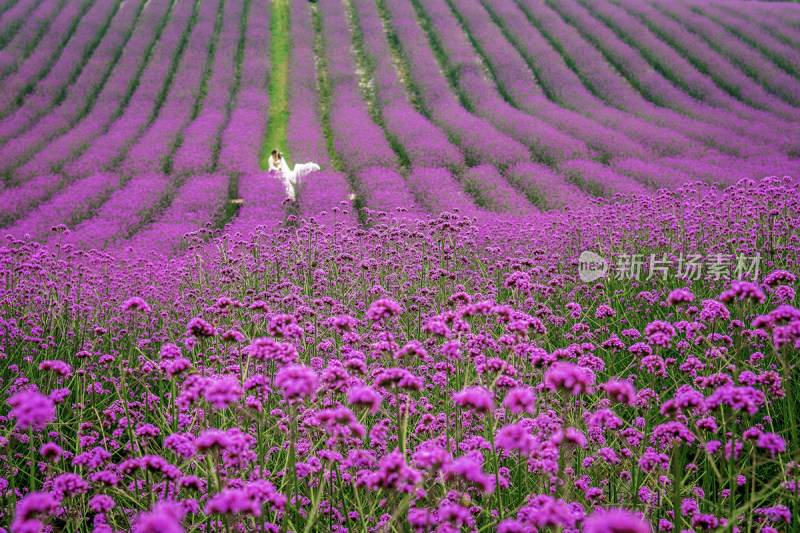 紫颐香薰山谷紫色花海薰衣草马鞭草